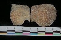 藏品(花紋障泥蛤)的圖片